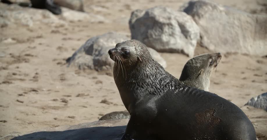 Seals fight on a rocky beach