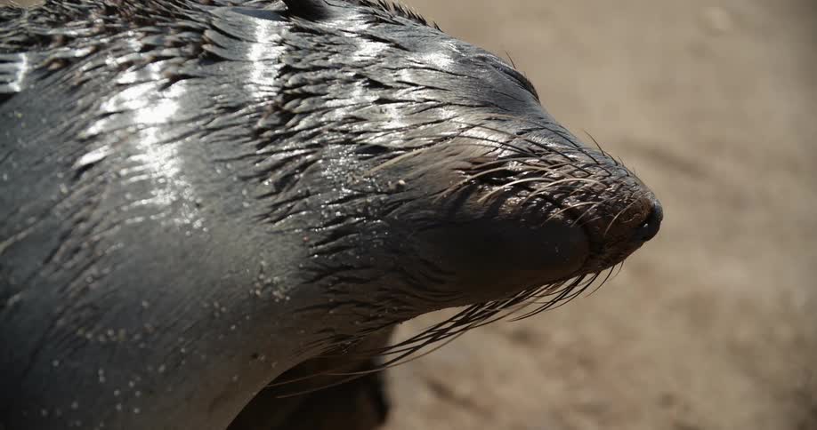 A seal scratching himself