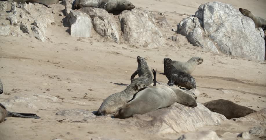 Young sea lions play in the sand on a beach