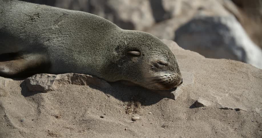 An otter sleeps on a rock during the day