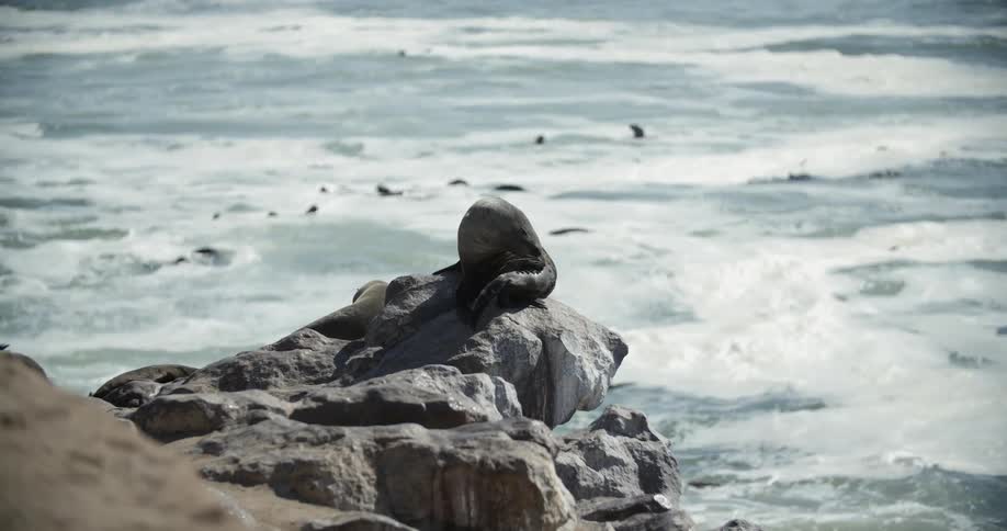 Seals play in the water and sit on rocks on the coast