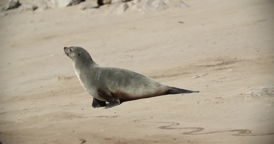 A seal lion walks down the beach towards the ocean