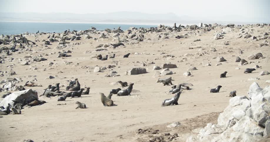A large group of seals play on the sandy beach