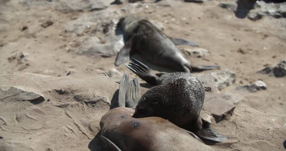 Seals lying on the sand in the sun