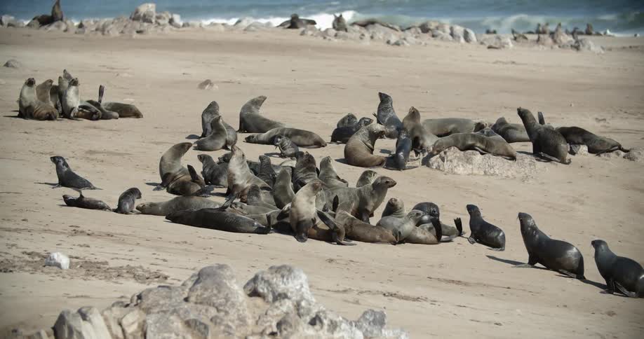 Pack of seals on a beach