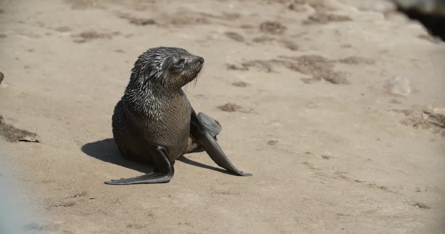 A baby sea lion moves through the sand