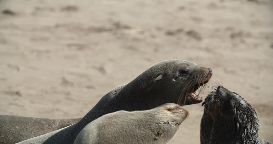 Sea lions playing with each other on the sandy beach