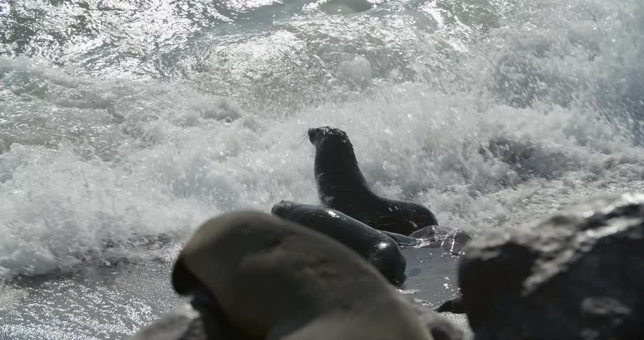Sea lions get splashed with waves