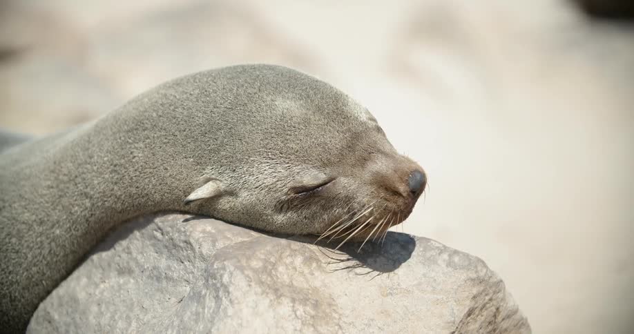Seal lying on a rock in the sun