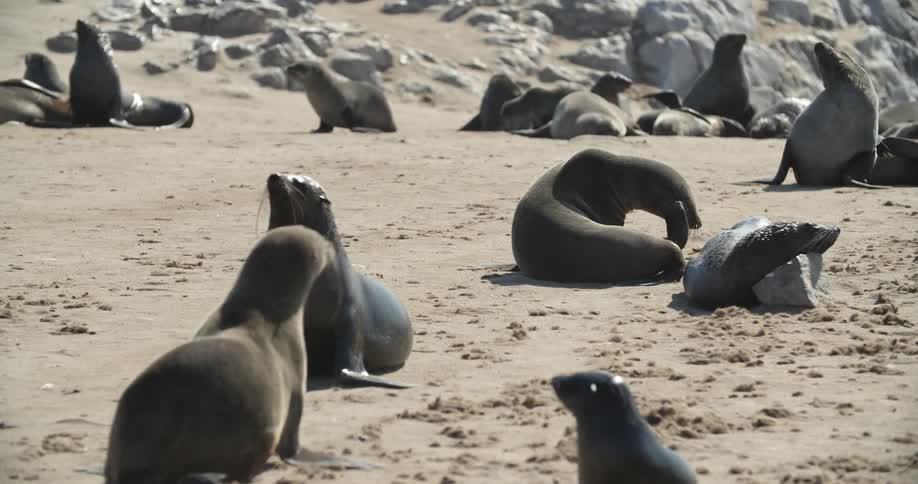 A pod of sea lions walk on the beach surrounded by rocks