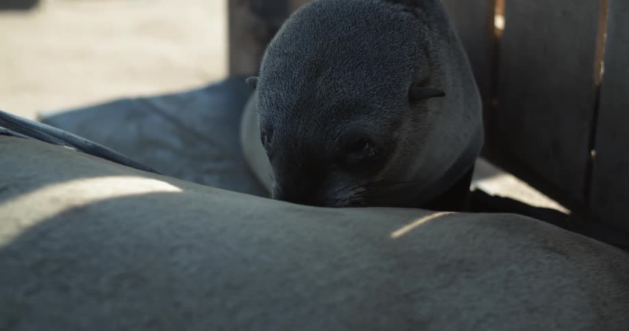 A baby sea lion feeds off of mom