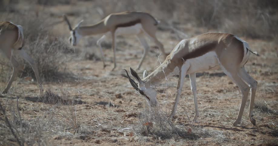 Three gazelles forage for food in a shrubby area