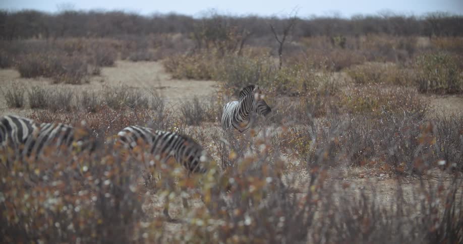 Pack of zebras roaming and feeding on dry plain