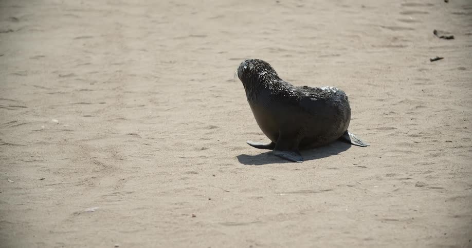 A sea lion runs on the beach