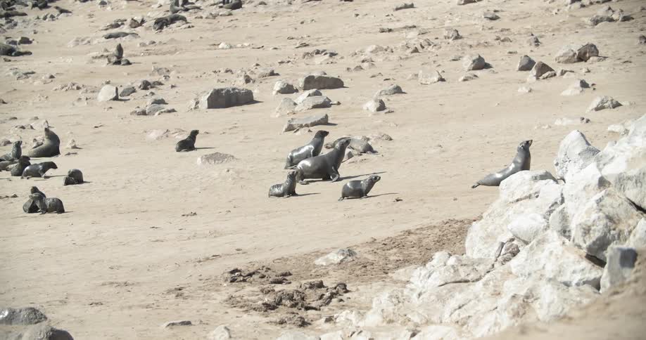 A group of seals walk across a rocky and sandy terrain