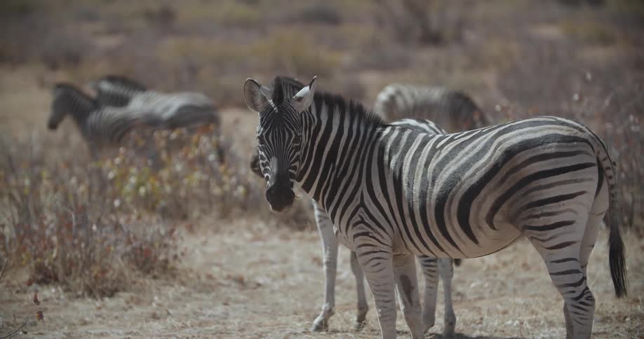 Zebras graze the grass of the savanna