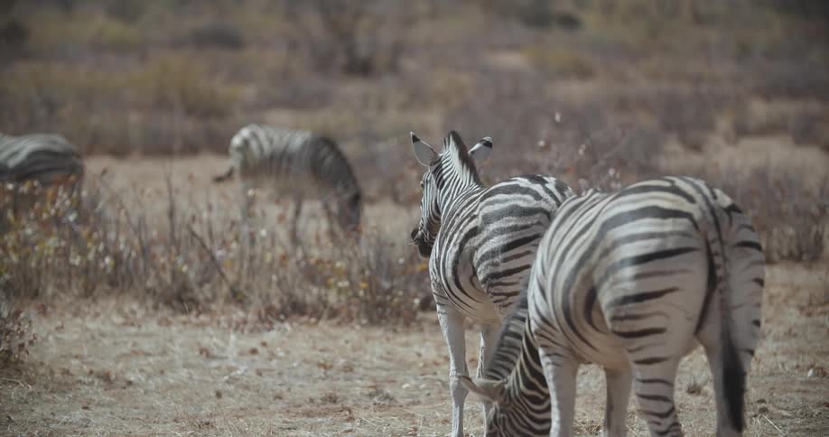 Zebra grazing in a field