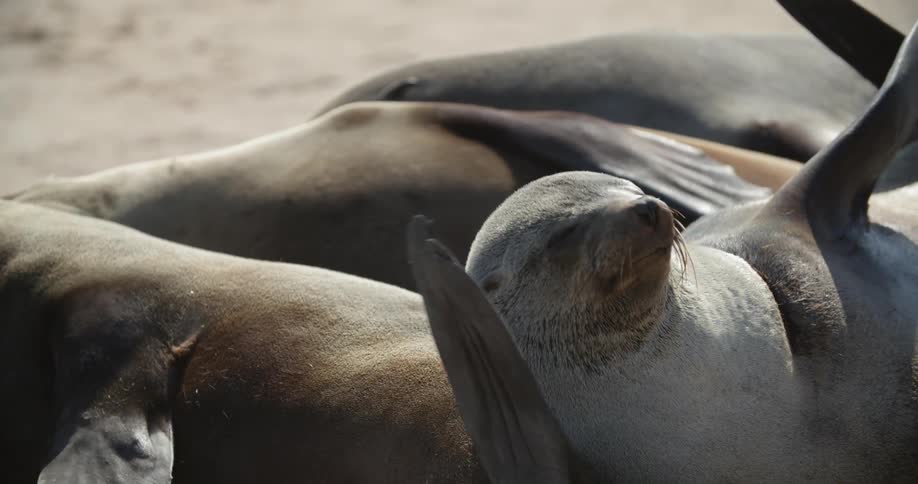 A group of seals resting in the sun