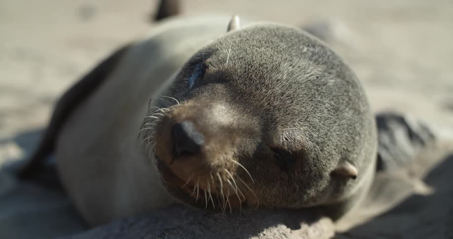 A sea lion lays on the beach