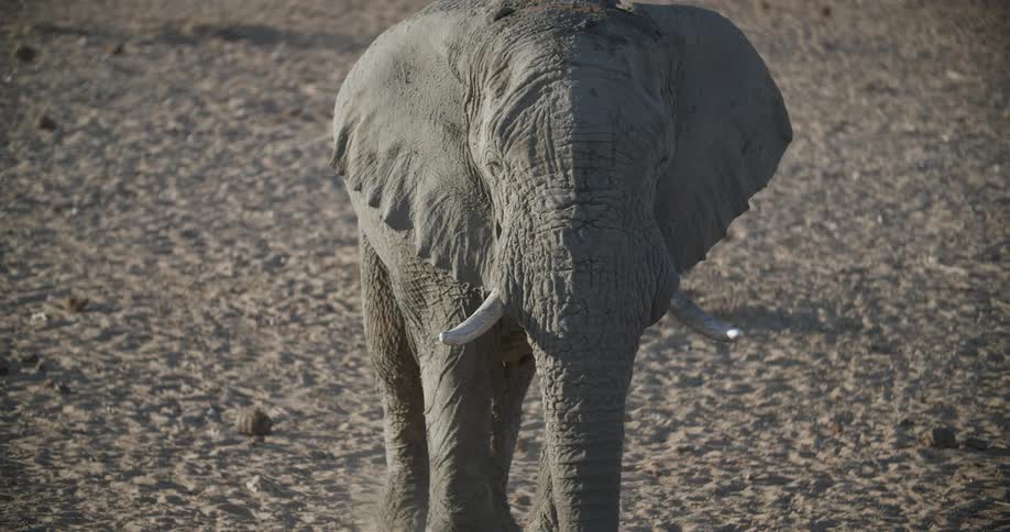 A elephant with short tusks walks across sandy grounds