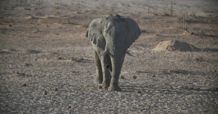 An elephant lumbers across an african plain