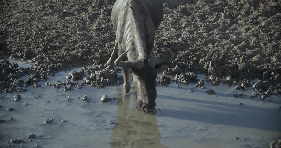 A long horned animal drinks water from a muddy puddle