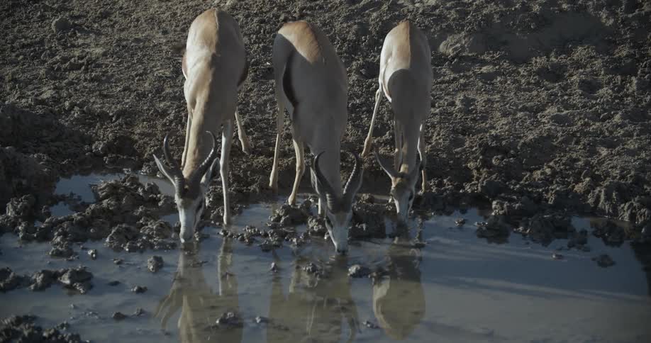 Antelope drinking from watering hole