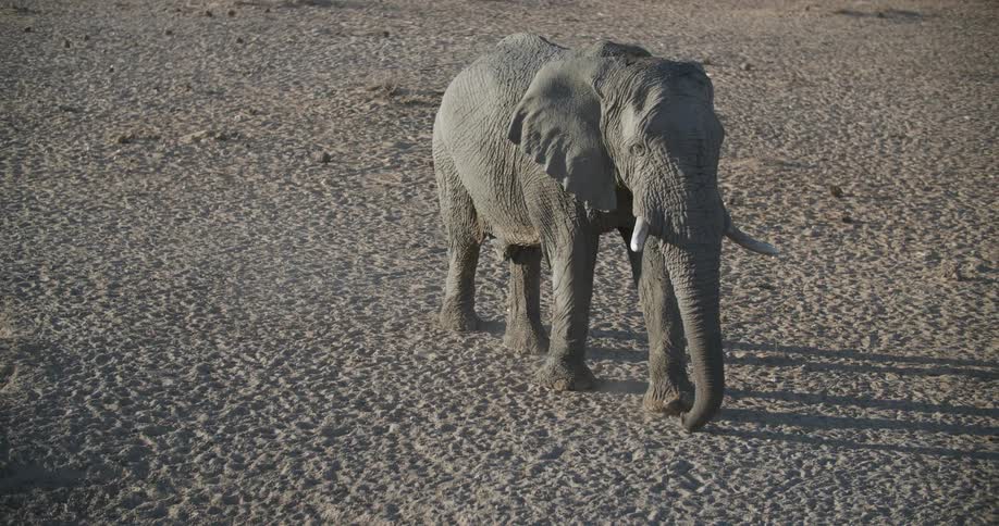 An elephant walks