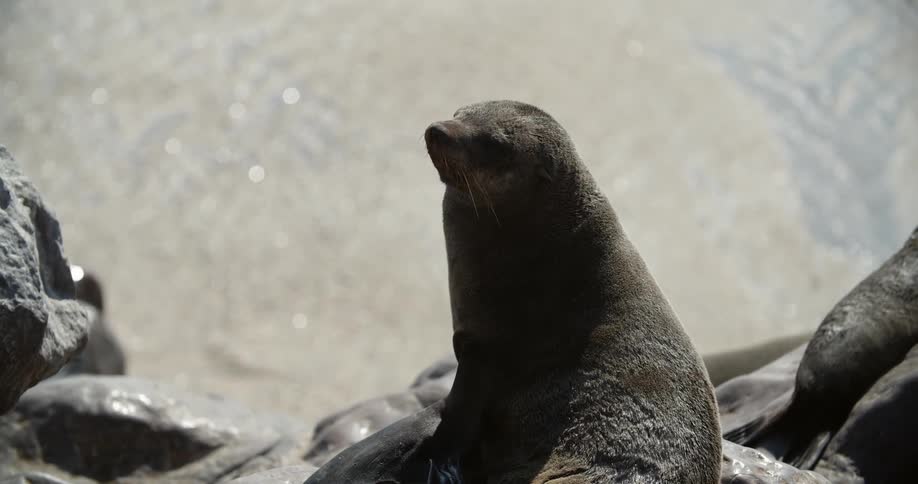 A brown seal sits on a rock by the ocean