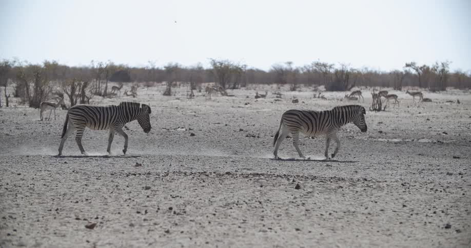 Zebras walking in the dirt with gazelles in the background