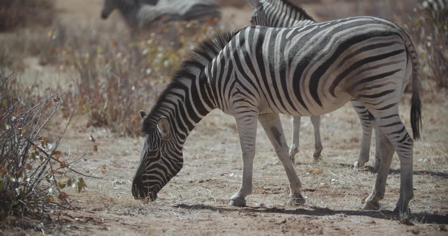 Zebra grazing in a field