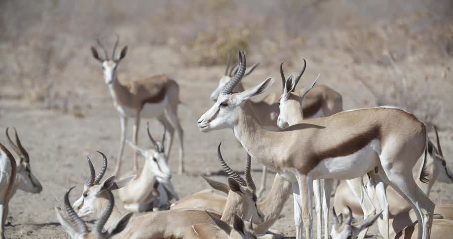 Antelope eat in the dirt