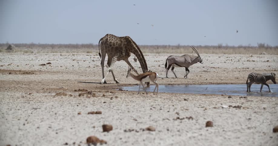 A giraffe bending down to drink from a watering hole while zebra antelope and other animals walk by