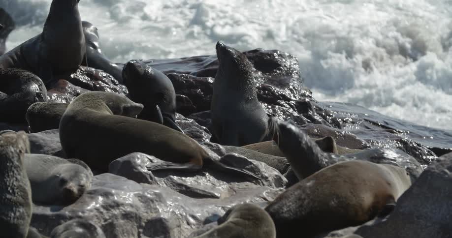Seals play and lie on rocks while the waves splash around them
