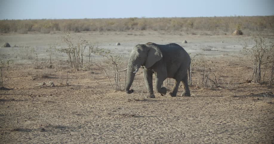 An elephant walks across the land