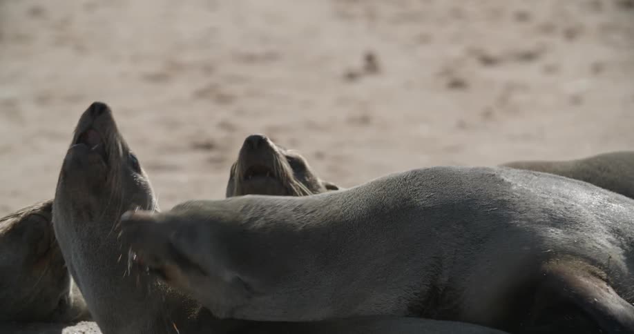 Sea lions on a beach wrestle and play