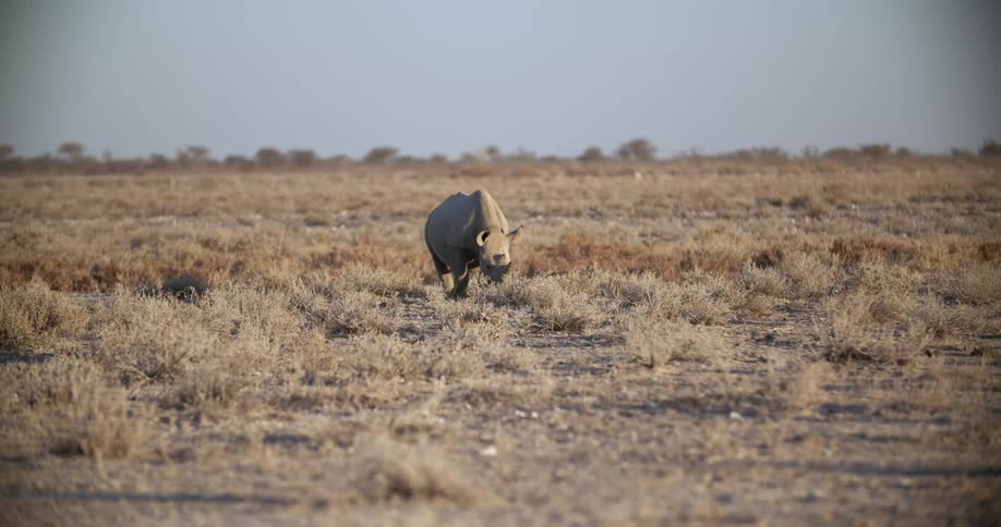 A rhino grazing on the african savannah