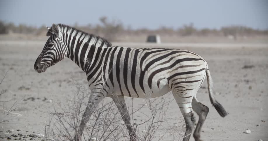 A lone zebra with typical black and white stripes walks past through and open and dusty plain