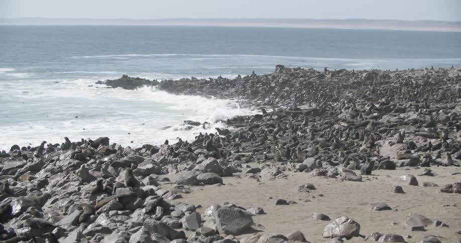 A large herd of seals soak up the sun on a rocky beach