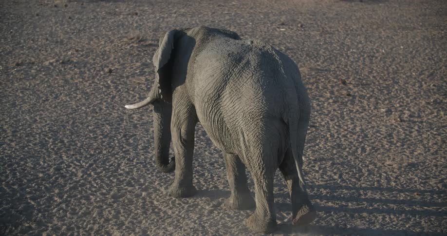 A single elephant walks along an empty landscape covered in dirt and dust as the sunlight cast a long shadow of the elephant onto the ground