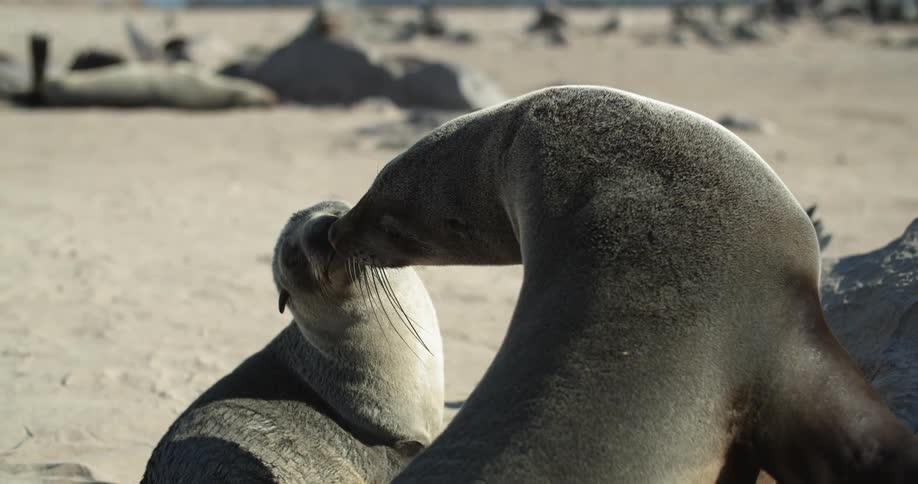 Seals touch noses on the beach