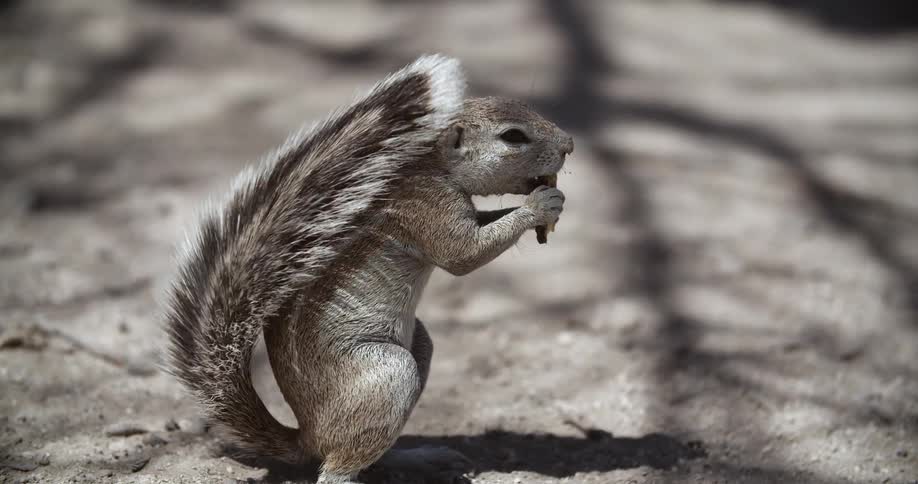 A gray squirrel eats a nut