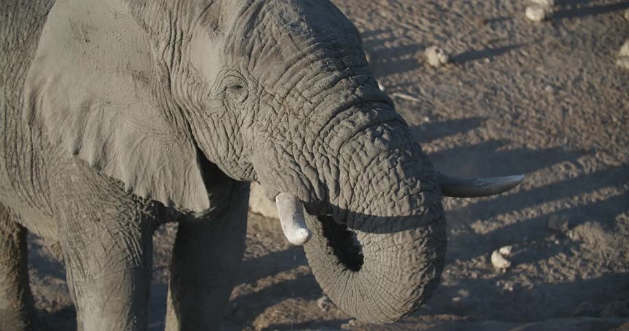 An elephant lifts its head up and moves its trunk