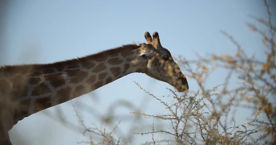 A giraffe eats off the plant