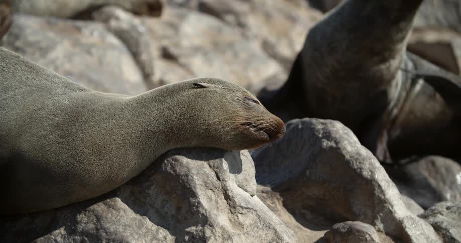 Seal lion resting on a rock