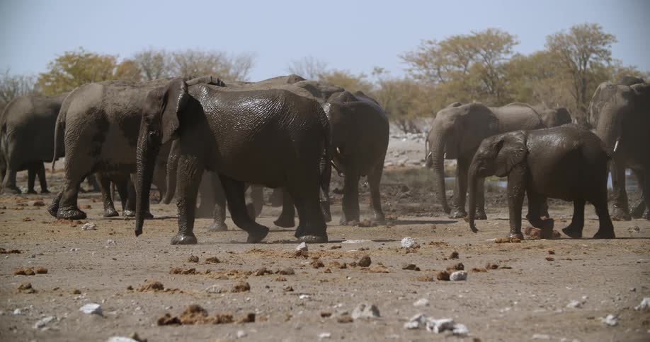 Group of elephants walking