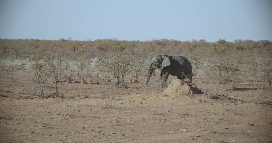 An elephant walks past small trees in a dry landscape on a sunny day
