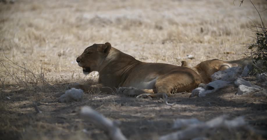 A lioness breathes heavily in the shade