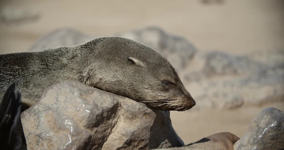 A sea lion rubbing its neck on a sun warmed rock on a beach