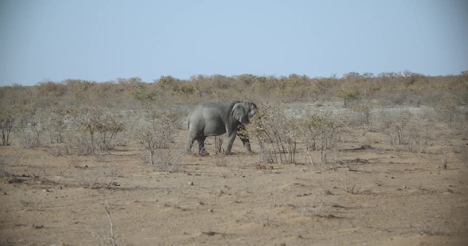 An elephant moves slowly through a savannah
